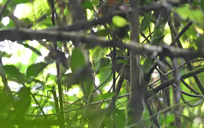 File:Clytoctantes alixii - Christoph Moning - 263014251.jpeg