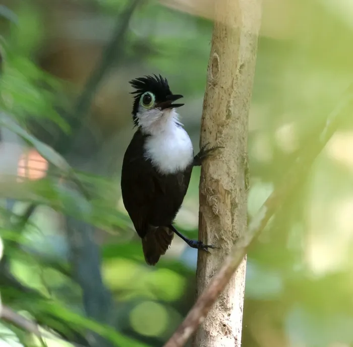 File:Rhegmatorhina hoffmannsi - Miguel - 584297846.jpeg