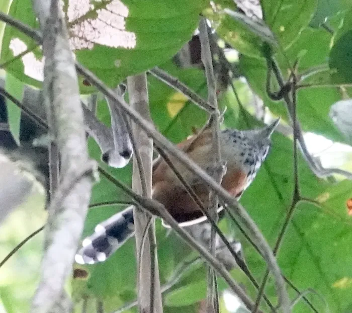 File:Drymophila caudata - desertnaturalist - 166858209.jpeg