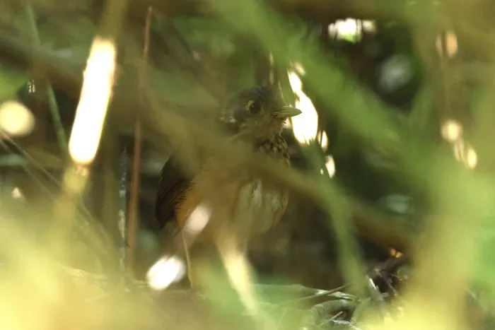 File:Myrmothera dives - er-birds - 266103226.jpeg