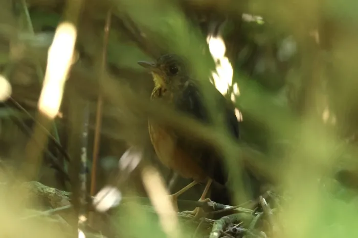 File:Myrmothera dives - er-birds - 266103198.jpeg