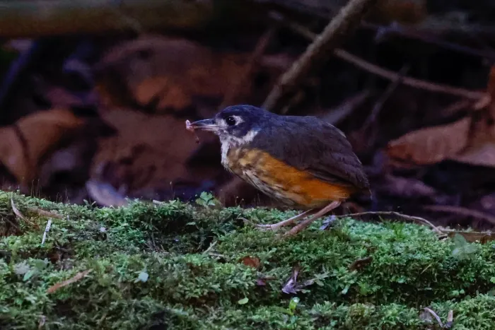 File:Myrmothera fulviventris - Tom Field - 396340668.jpeg