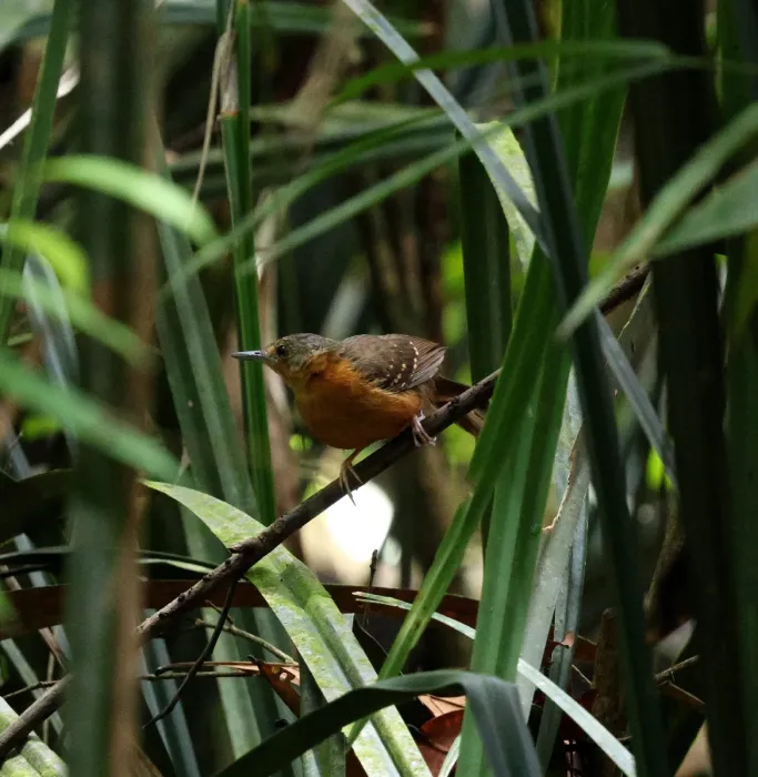 File:Myrmelastes rufifacies - Miguel - 598626636.jpeg