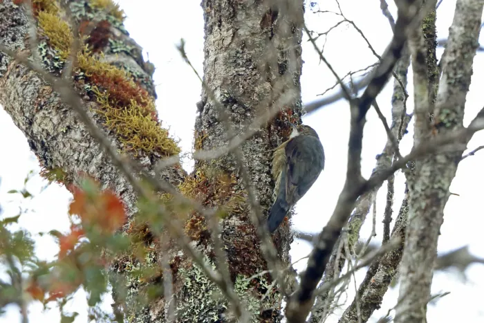 File:Cormobates placens - Nigel Voaden - 3064399.jpeg