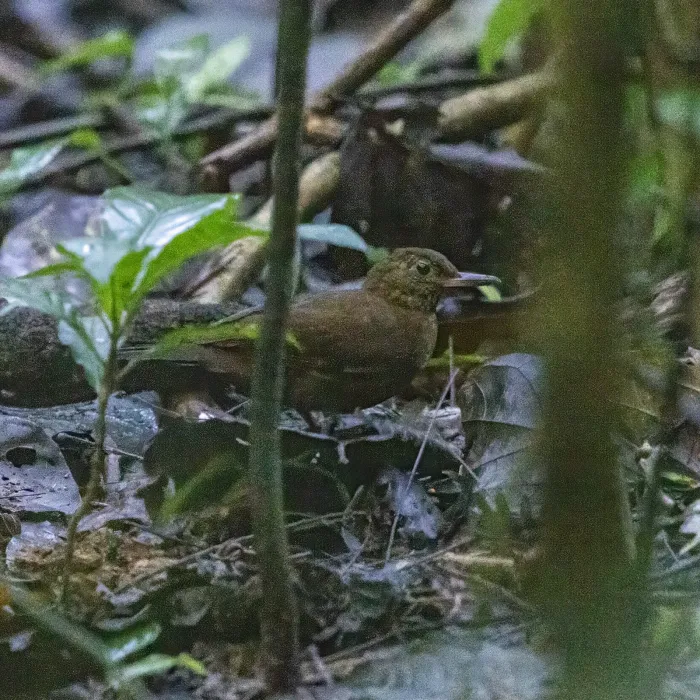 File:Sclerurus guatemalensis - Dan Vickers - 458767479.jpeg