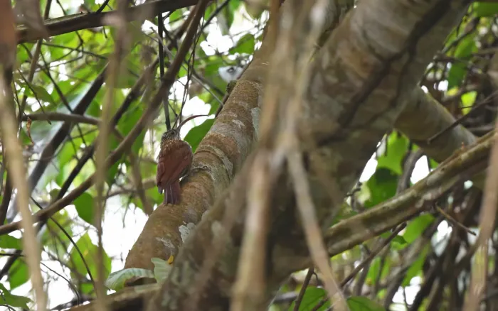 File:Campylorhamphus multostriatus - Christoph Moning - 445087975.jpeg