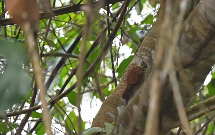 File:Campylorhamphus multostriatus - Christoph Moning - 445087979.jpeg