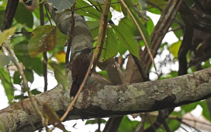 File:Campylorhamphus multostriatus - Christoph Moning - 445087997.jpeg