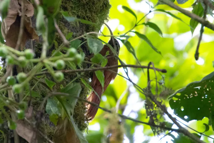 File:Drymotoxeres pucheranii - Thibaud Aronson - 111866096.jpeg