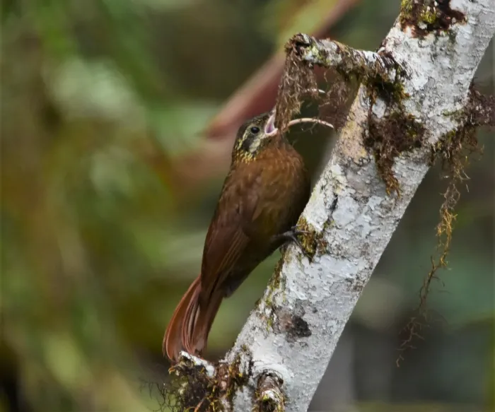 File:Drymotoxeres pucheranii - Zac Peterson - 226138968.jpeg