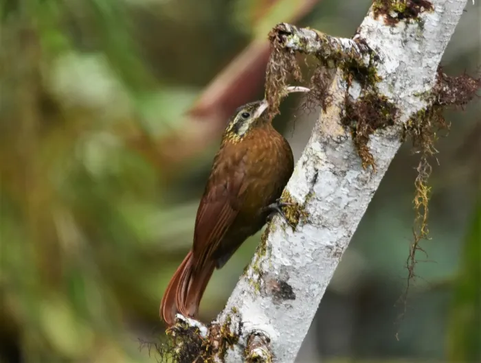 File:Drymotoxeres pucheranii - Zac Peterson - 226139026.jpeg