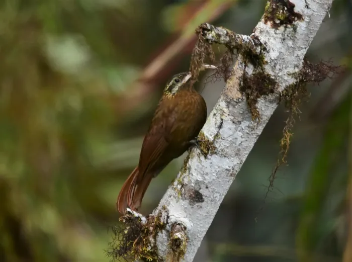 File:Drymotoxeres pucheranii - Zac Peterson - 226139066.jpeg