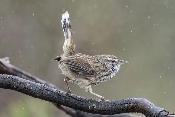 File:Calamanthus montanellus - Alan Bell - 495032931.jpeg