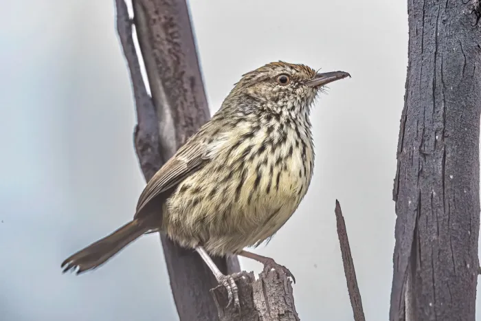 File:Calamanthus montanellus - Alan Bell - 495032952.jpeg