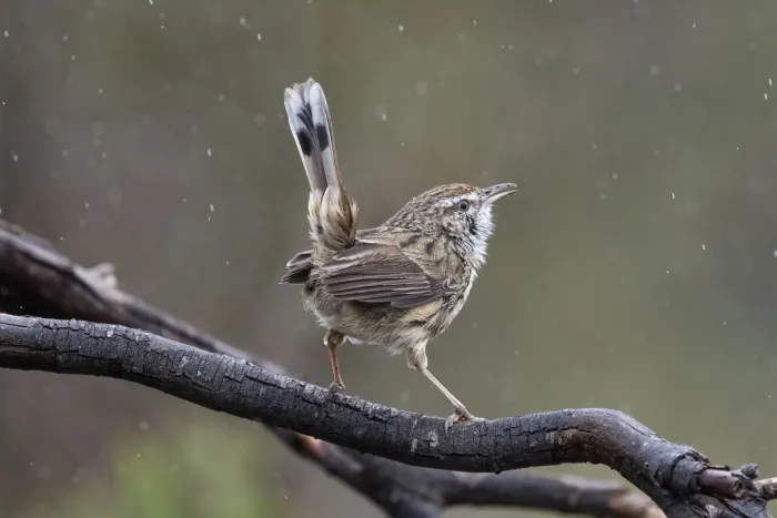 File:Calamanthus montanellus - Alan Bell - 495032956.jpeg