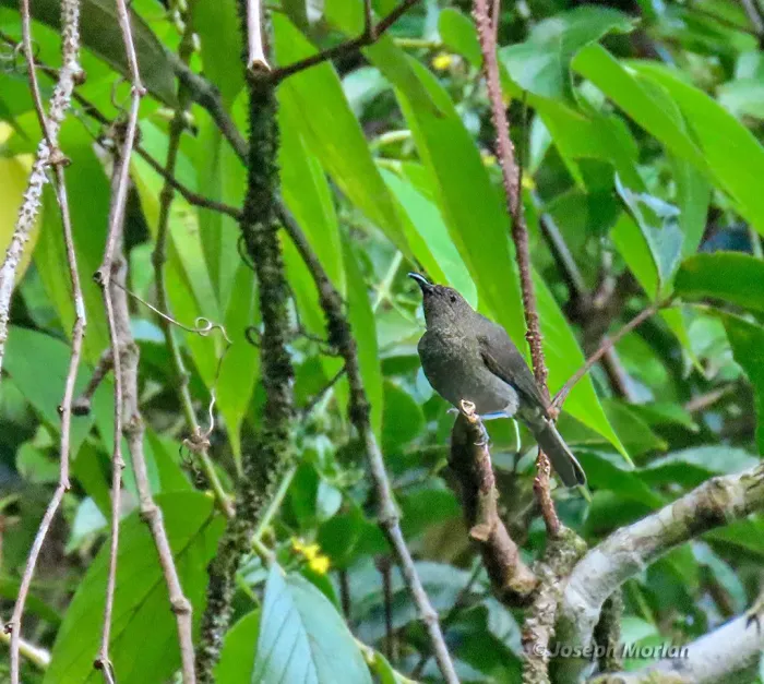 File:Myzomela blasii - Joseph Morlan - 337280792.jpeg