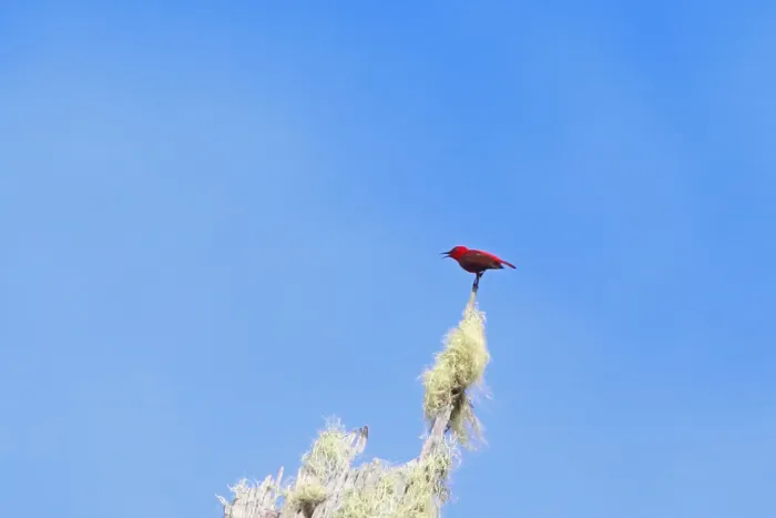 File:Myzomela cruentata - Nigel Voaden - 3329813.jpeg