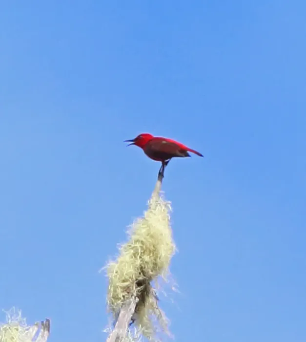 File:Myzomela cruentata - Nigel Voaden - 3329813 (cropped).jpeg