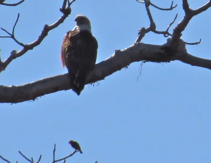 File:Myzomela dammermani - Christoph Moning - 107994728.jpeg