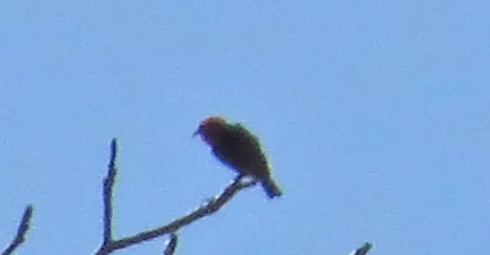 File:Myzomela dammermani - Christoph Moning - 107994728 (cropped).jpeg