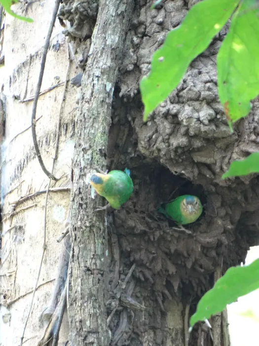 File:Micropsitta pusio - ryanphillipswa - 411888574.jpeg