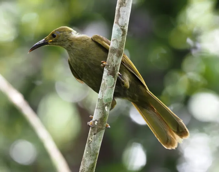 File:Gymnomyza brunneirostris - Rosario - 330229041.jpeg