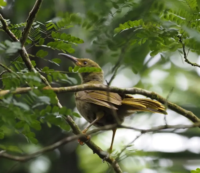 File:Gymnomyza brunneirostris - Rosario - 330230963.jpeg