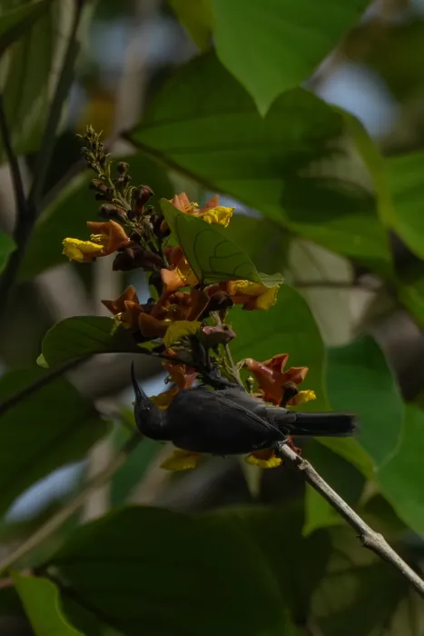 File:Myzomela eques - Chelsea F. - 598259305.jpeg