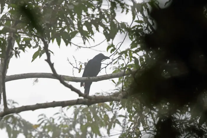 File:Coracina caeruleogrisea - Nigel Voaden - 3265588.jpeg