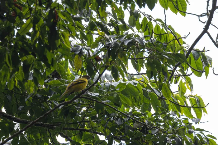 File:Campephaga petiti - Rafael Würtemberger - 393648958.jpeg