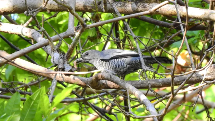 File:Edolisoma dohertyi - ꦥꦤ꧀ꦗꦶꦒꦸꦱ꧀ꦠꦶꦄꦏ꧀ꦧꦂ - 242796115.jpeg