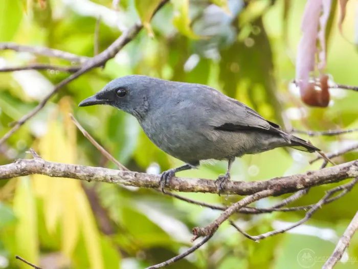 File:Edolisoma schisticeps - ꦥꦤ꧀ꦗꦶꦒꦸꦱ꧀ꦠꦶꦄꦏ꧀ꦧꦂ - 239210225.jpeg