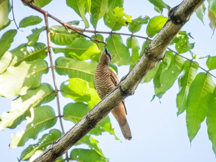 File:Edolisoma grayi grayi - Jason Alexander - 526334521.jpeg