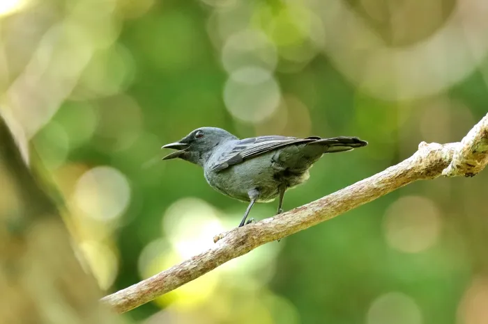 File:Edolisoma monacha - Thibaud Aronson - 39944170.jpeg