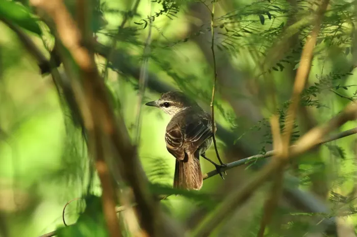 File:Edolisoma monacha - Thibaud Aronson - 40028778.jpeg