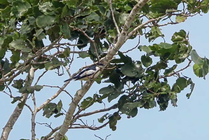 File:Lalage leucoptera - Nigel Voaden - 3016941.jpeg