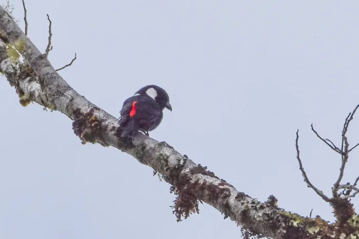 File:Peltops montanus - Jay Pruett - 335855244.jpeg