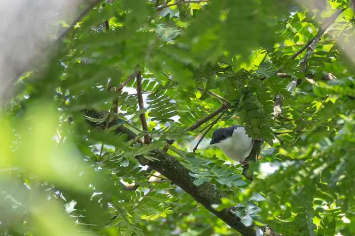 File:Dryoscopus angolensis - Rafael Würtemberger - 395159929.jpeg