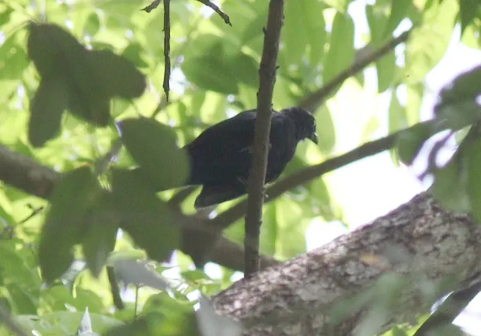File:Laniarius leucorhynchus - Jan Ebr and Ivana Ebrová - 345855714.jpeg