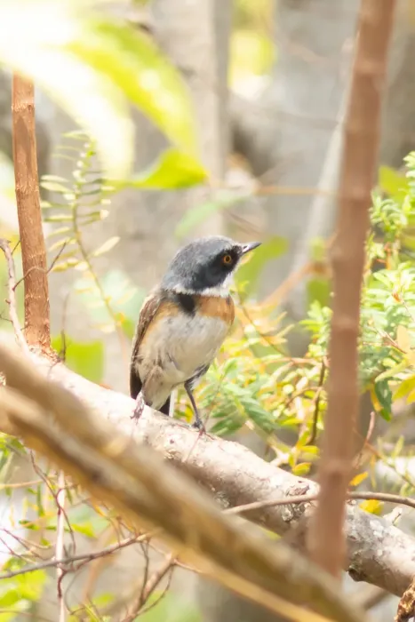 File:Batis dimorpha - William Stephens - 441329097.jpeg