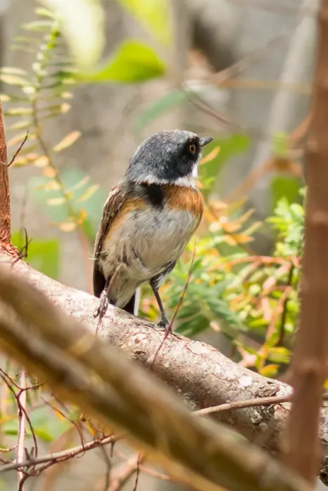 File:Batis dimorpha - William Stephens - 441329102.jpeg