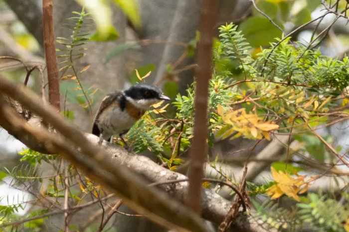 File:Batis dimorpha - William Stephens - 441329121.jpeg