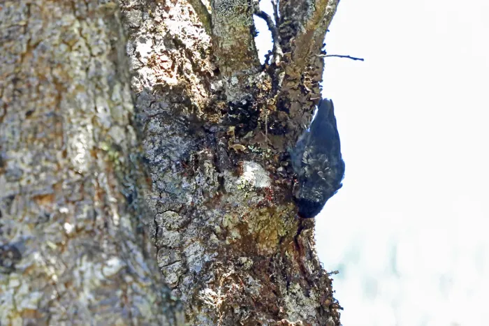 File:Daphoenositta miranda - Nigel Voaden - 3114203.jpeg