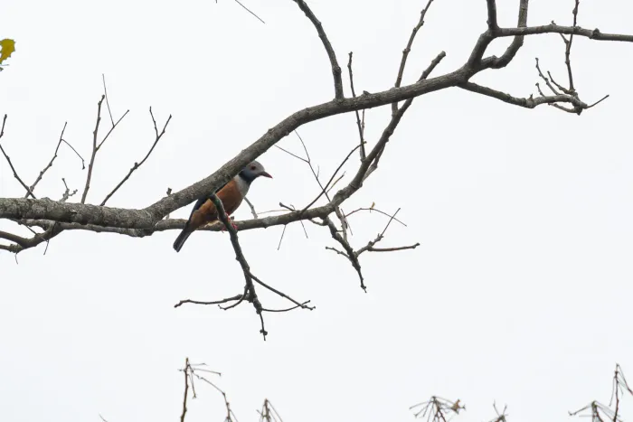 File:Prionops rufiventris mentalis - Rafael Würtemberger - 394131873.jpeg