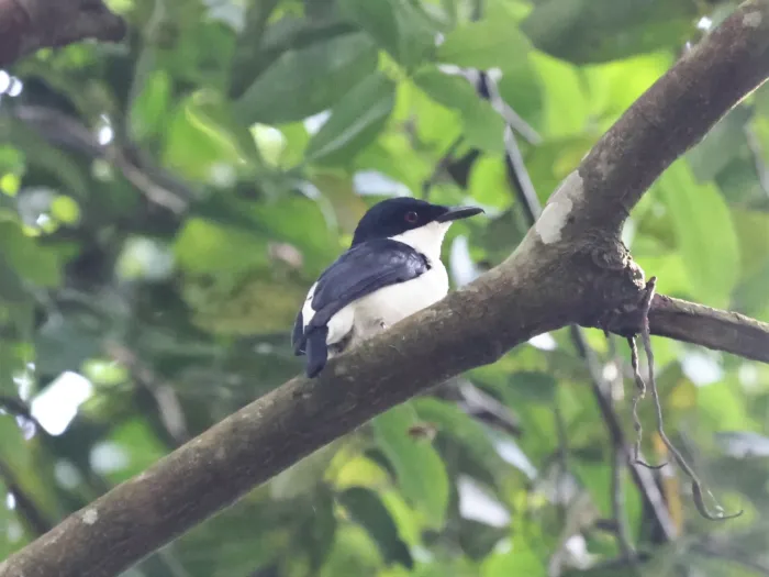 File:Megabyas flammulatus aequatorialis - Tommy Andriollo - 253595852.jpeg