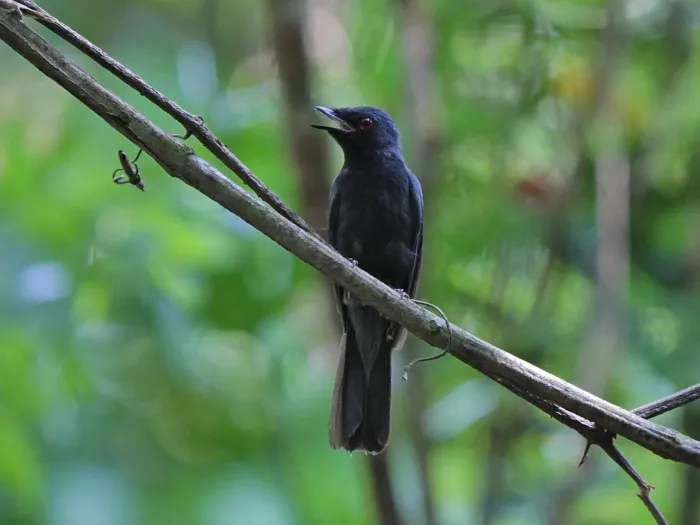 File:Philentoma velata - Ian Dugdale - 546787026.jpeg