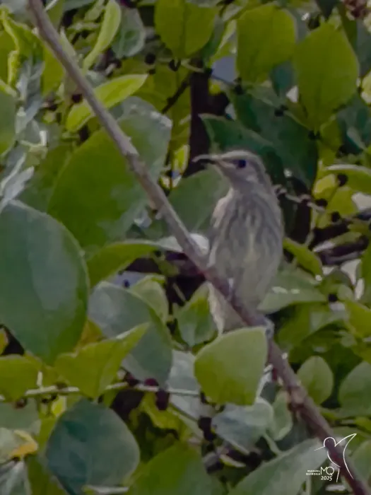 File:Lichmera alboauricularis - manuelquiroga1 - 613153653.jpeg