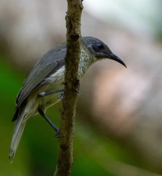 File:Lichmera squamata - John Sterling - 594894134.jpeg