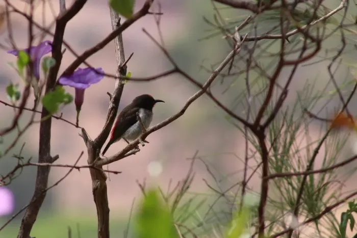 File:Myzomela vulnerata - Rémi Bigonneau - 333551812.jpeg