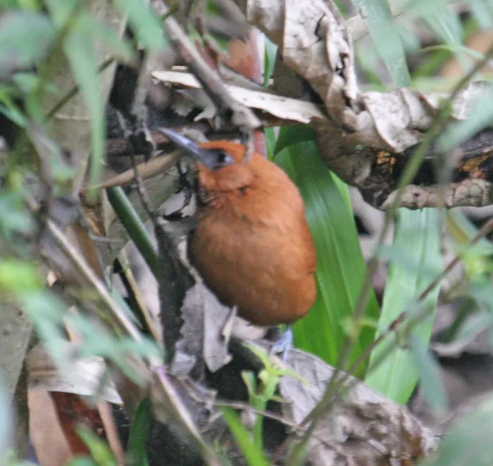 File:Synallaxis castanea - M.L. Watson - 180863507.jpeg